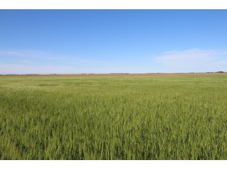 Tract 3 - Edwards County, KS farmland - LAND AUCTION - 647+/- ACRES OFFERED IN 4 TRACTS IN RENO & EDWARDS COUNTY, KANSAS